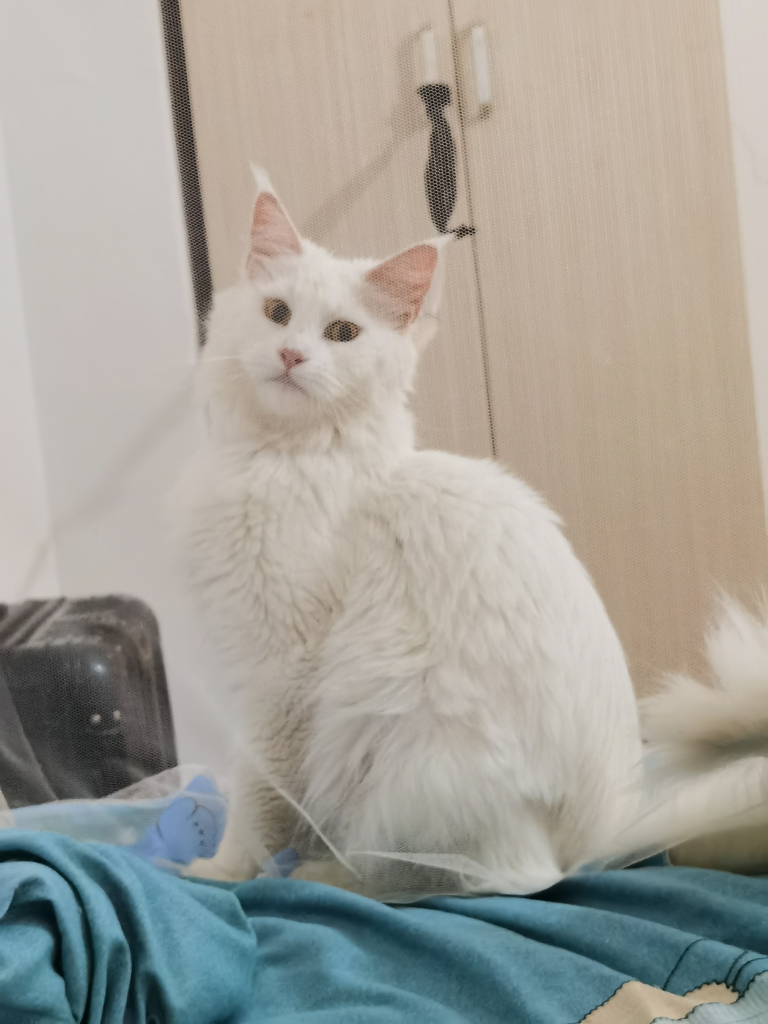纯白纯种缅因猫